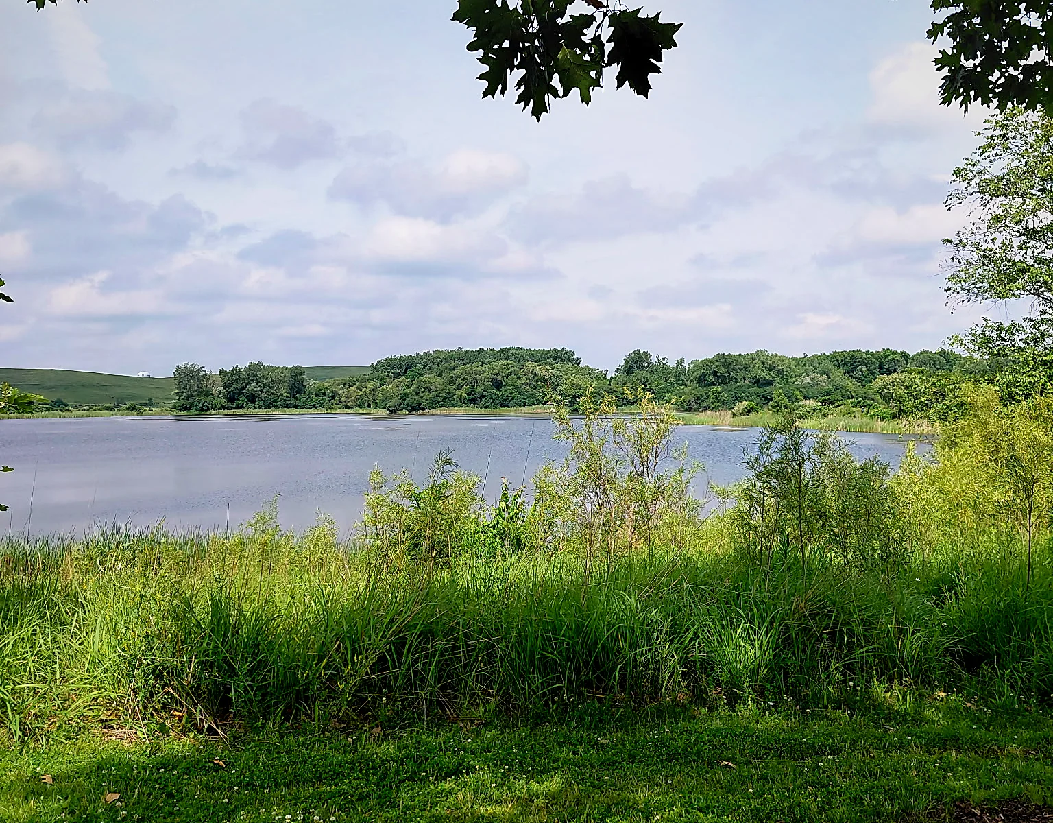 A quiet pond and green meadow under a soft sky